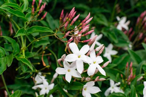 jasmine plant varieties with photos.